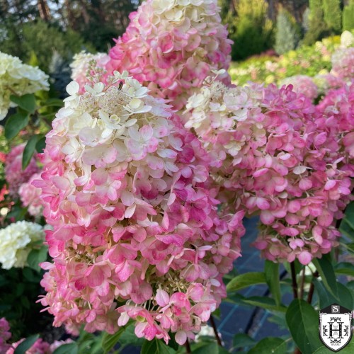 Hydrangea paniculata 'Pinky Promise' - Aedhortensia 'Pinky Promise' C2/2L
